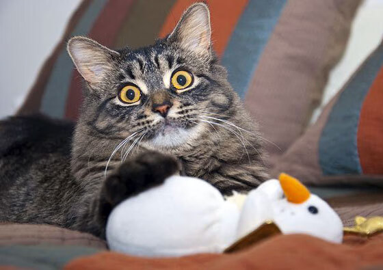 焦点之战，英格拉姆惊天逆转，点燃世界排名争夺夜！